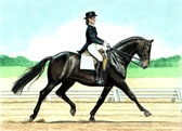 Dressage, Equine Art - Black Dressage Mare